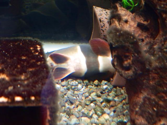 横になって寝る魚といえば…… もふっコリひょうたん島