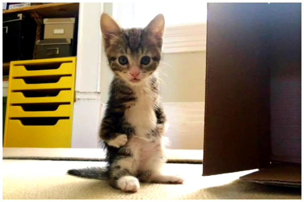 これって病気？猫が2本足で立つ理由 | ねこちゃんホンポ カンガルーのような2本足』で立つ子猫は障害を乗り越え『里親猫』として人生を駆け抜けます | もふたん