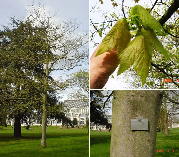 Velvet maple, Acer velutinum