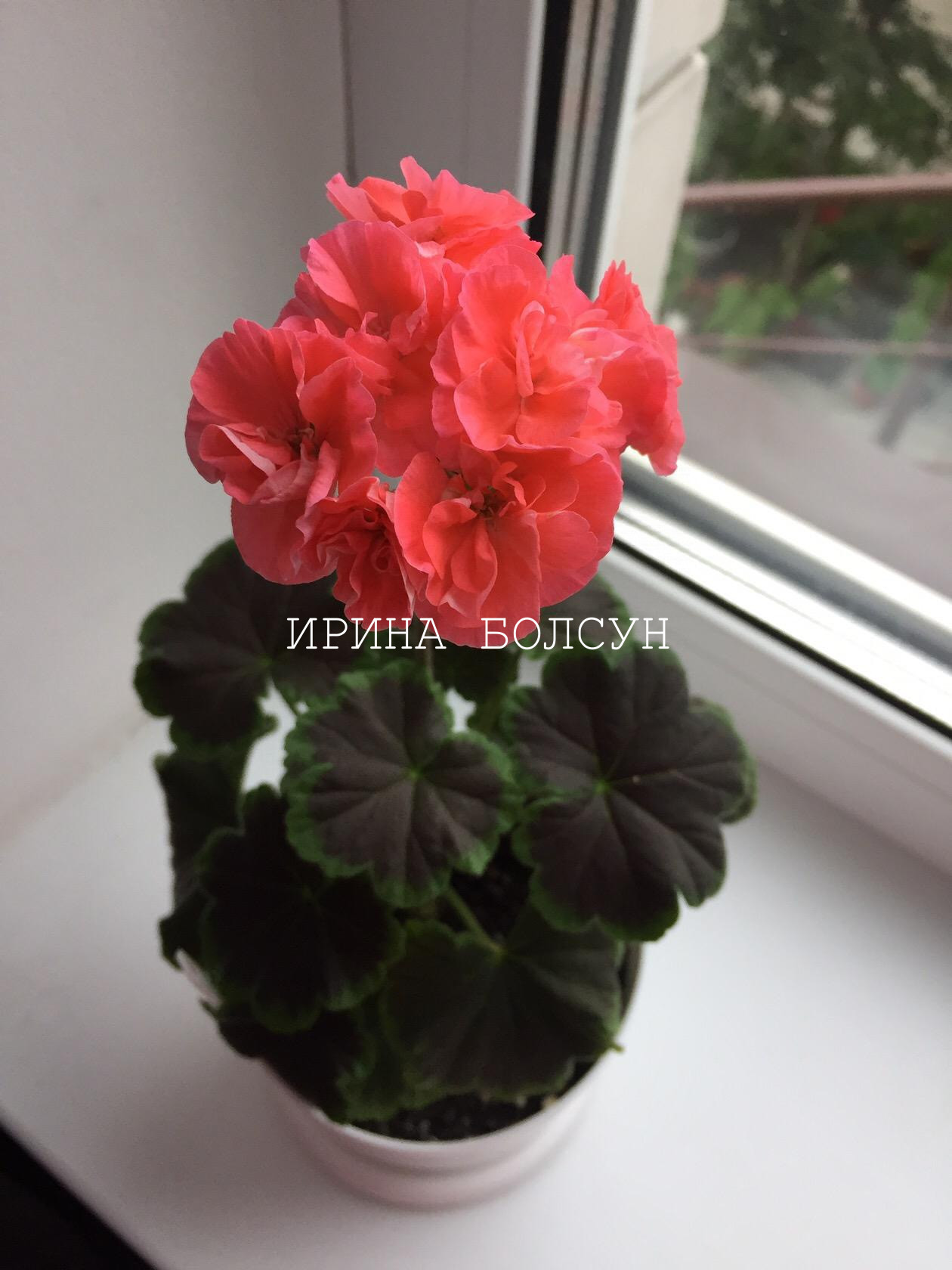 Brocade Salmon Night Пеларгонии в Гомеле