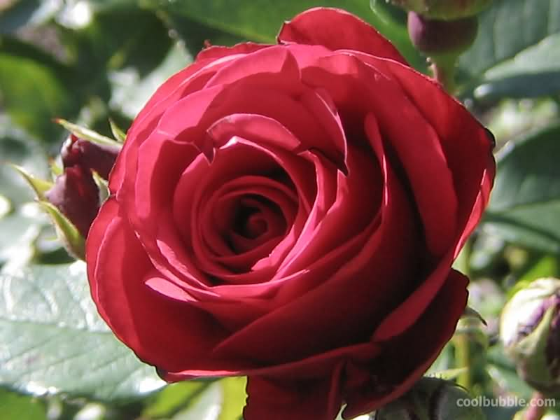Red, Red Rose Optical Illusion