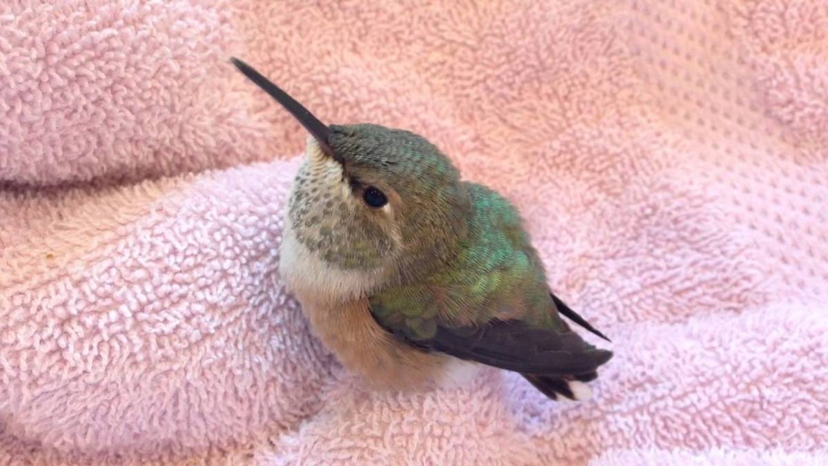 Rescuing And Feeding A Baby Hummingbird MoiMV Blog