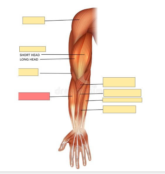 How to use Anki for Medical School The Ultimate Guide 2021 Moinul