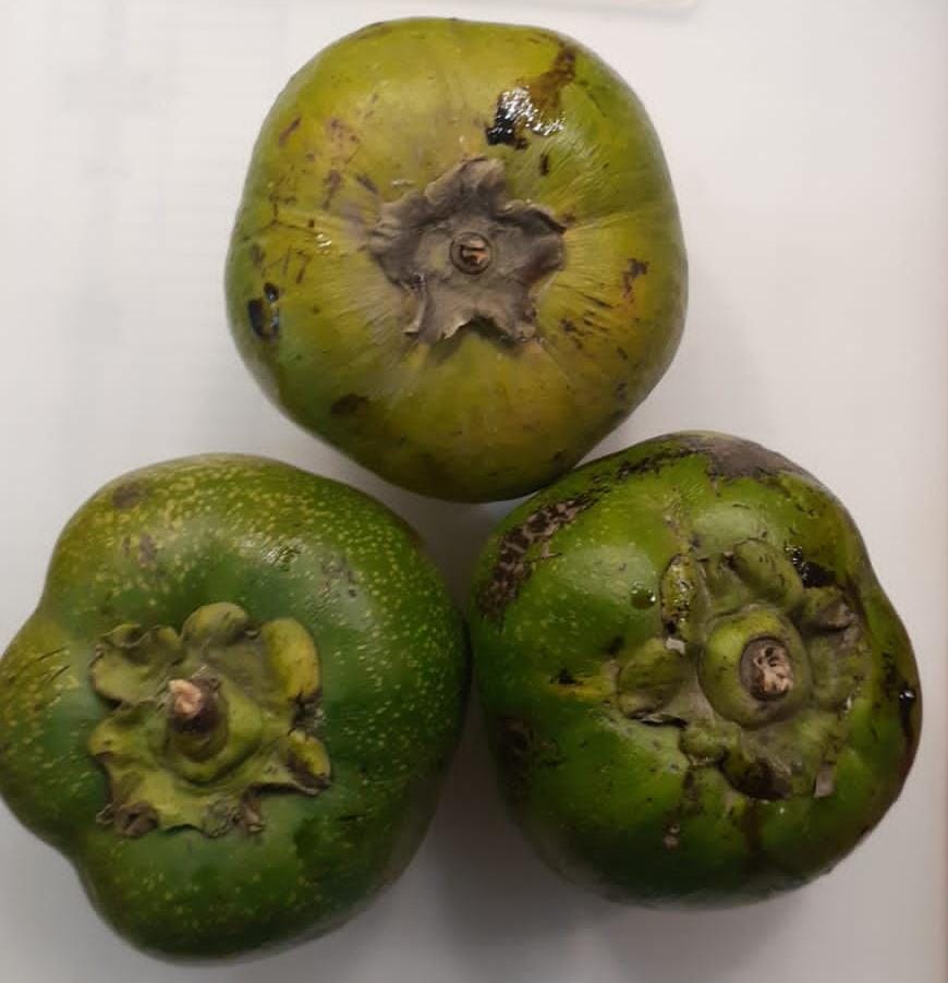 Zapote negro por kilo Moisaner Gourmet Tienda en linea