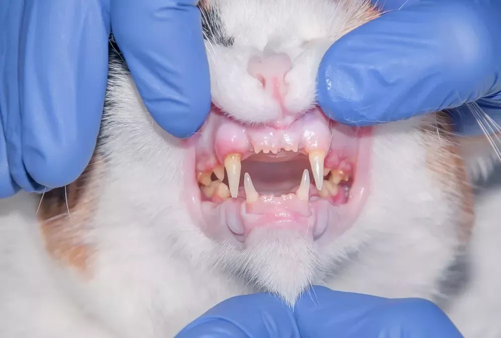 Gingivitis ili upala zubnog mesa kod mačaka FD Felidae