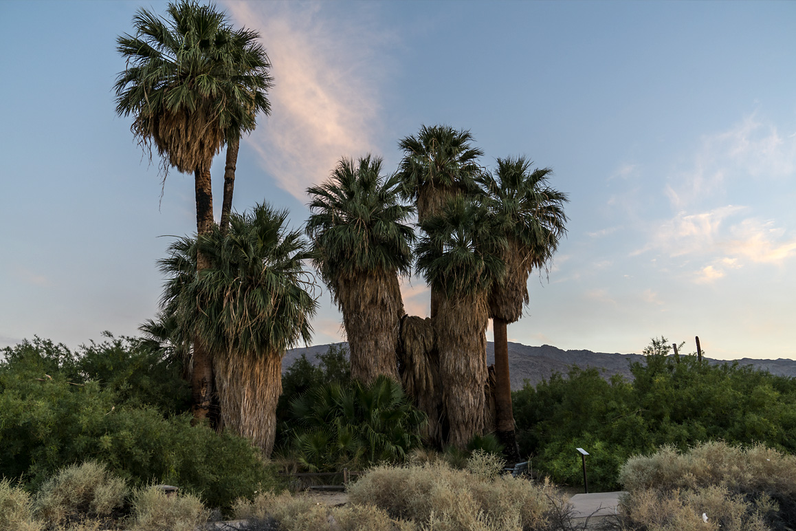 The Oasis of Mara/Twentynine Palms National Park Visitor Center where a