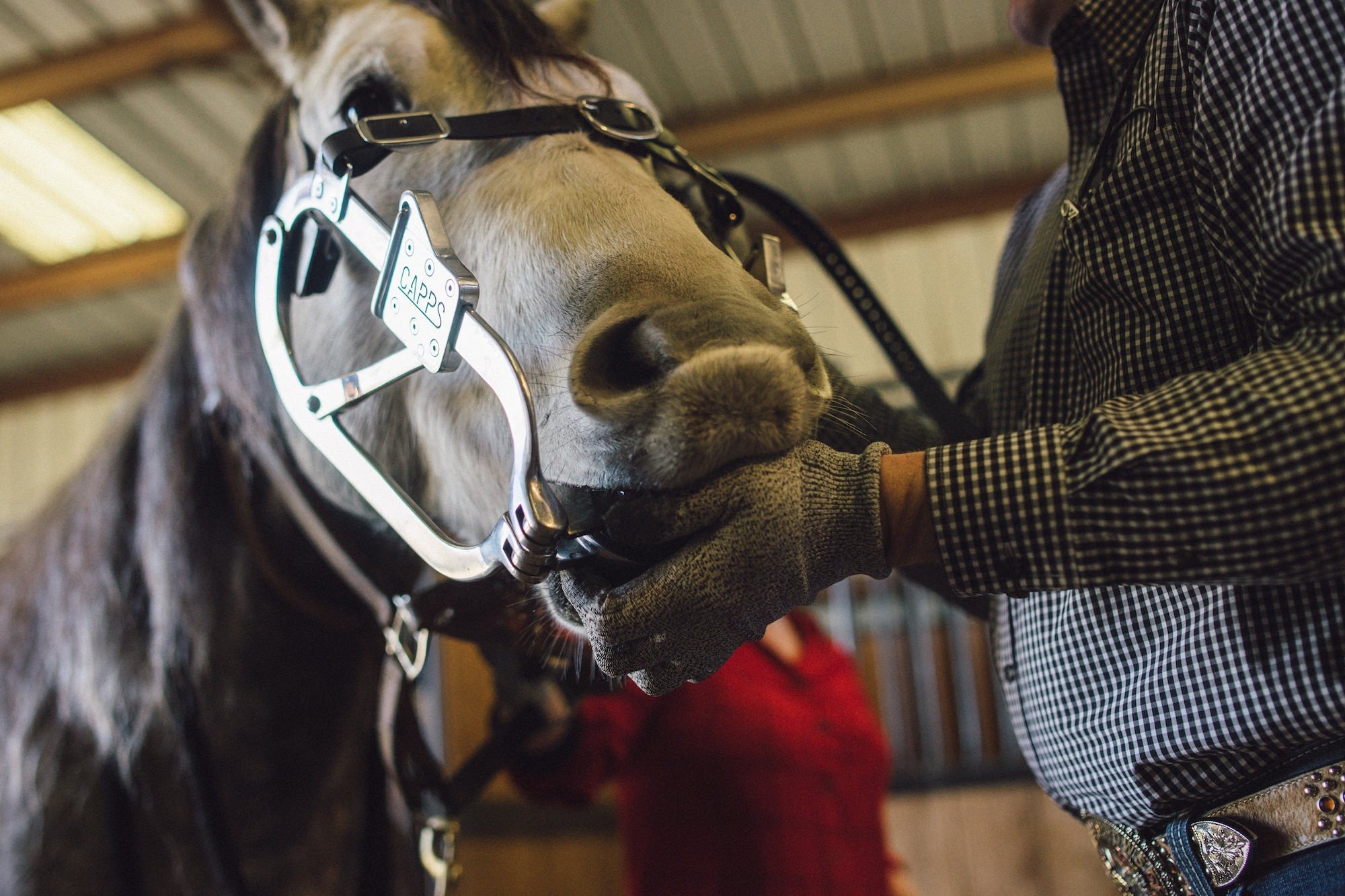 Photo Gallery Mojave River Equine Veterinary Services