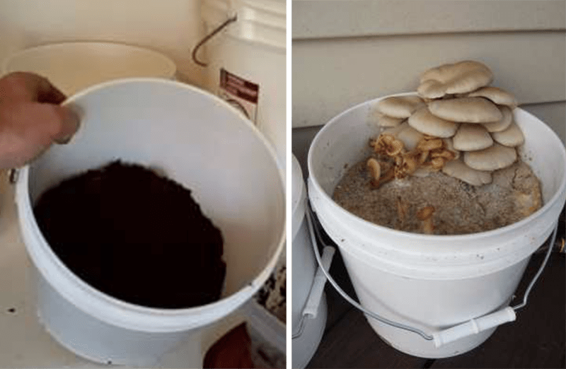Voici Comment faire pousser des champignons à la maison