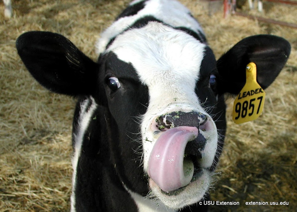 Why Humans Should Not Drink Cows' Milk Mojo Multiplier Build Muscle