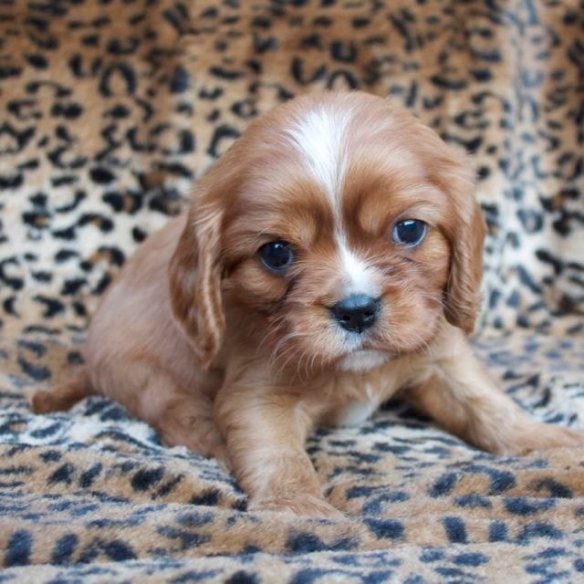 Ruby Cavalier King Charles Spaniel Puppies Cavalier King