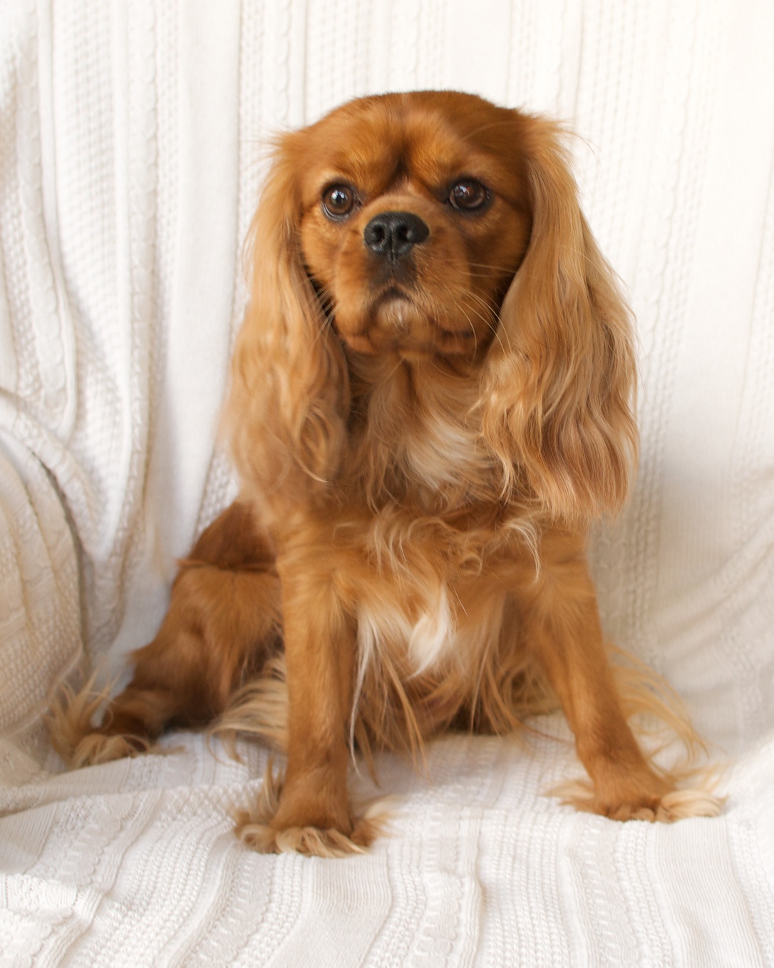 Ruby Cavalier King Charles Spaniel Cavalier King Charles