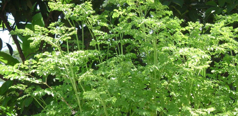 Daun Kelor Tanaman Berkhasiat Multiguna, Mulai Penangkal Santet dan..