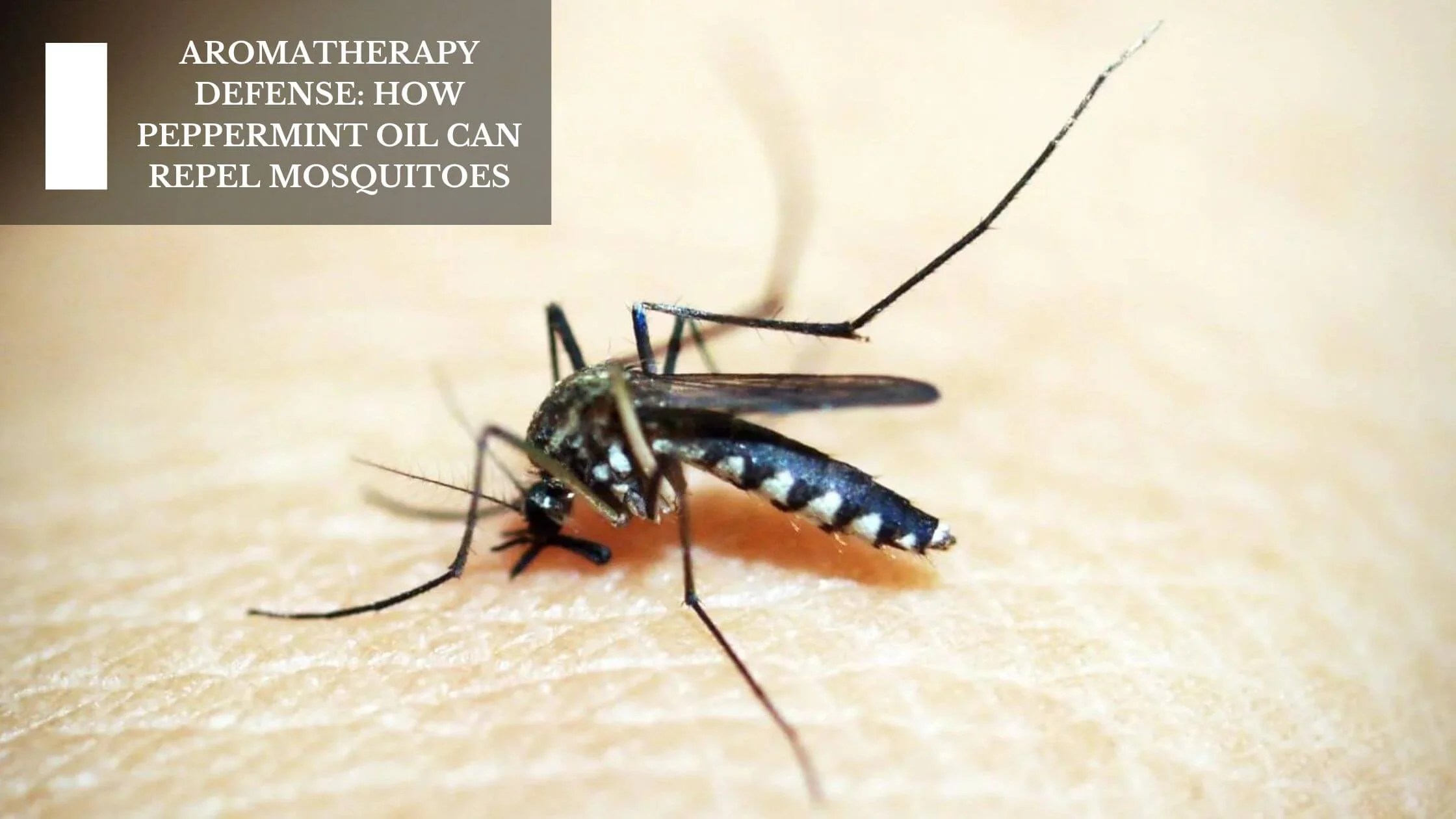 Aromatherapy Defense How Peppermint Oil Can Repel Mosquitoes Moksha