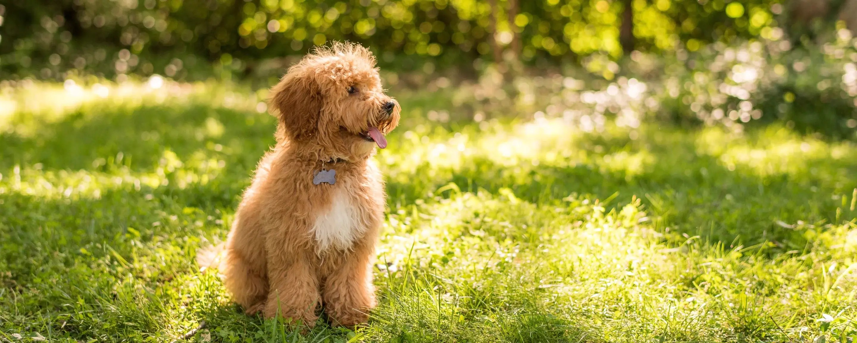 Is Bergamot Essential Oil Safe For Dogs?