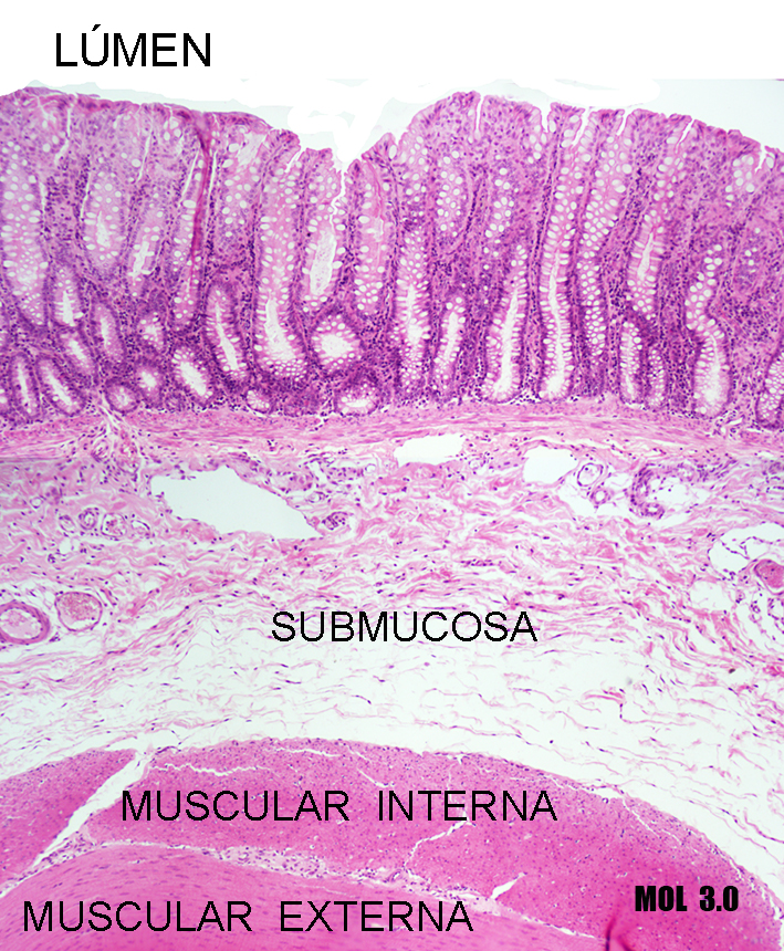 1621 Tubo digestivo HISTOLOGIA