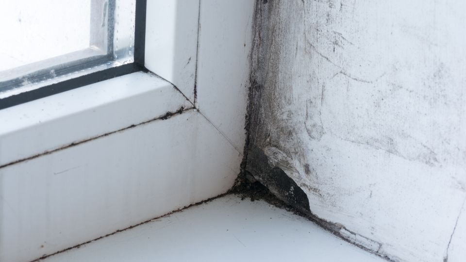 Mold In Between Window Panes How to Prevent & Causes of Mold In Window