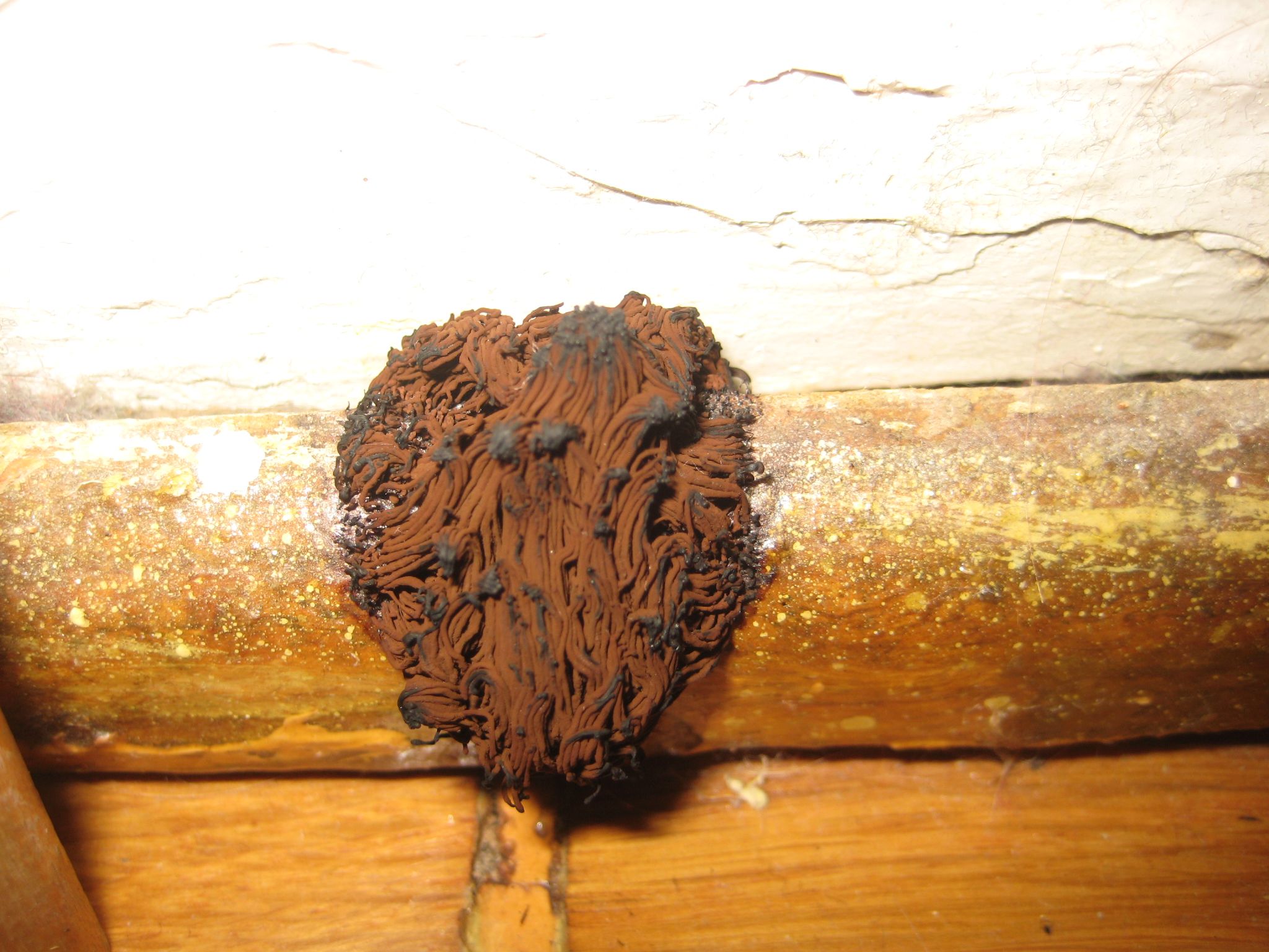 Large ReddishBrown Mold Mass Discovered Pest Or Predator? The Mold