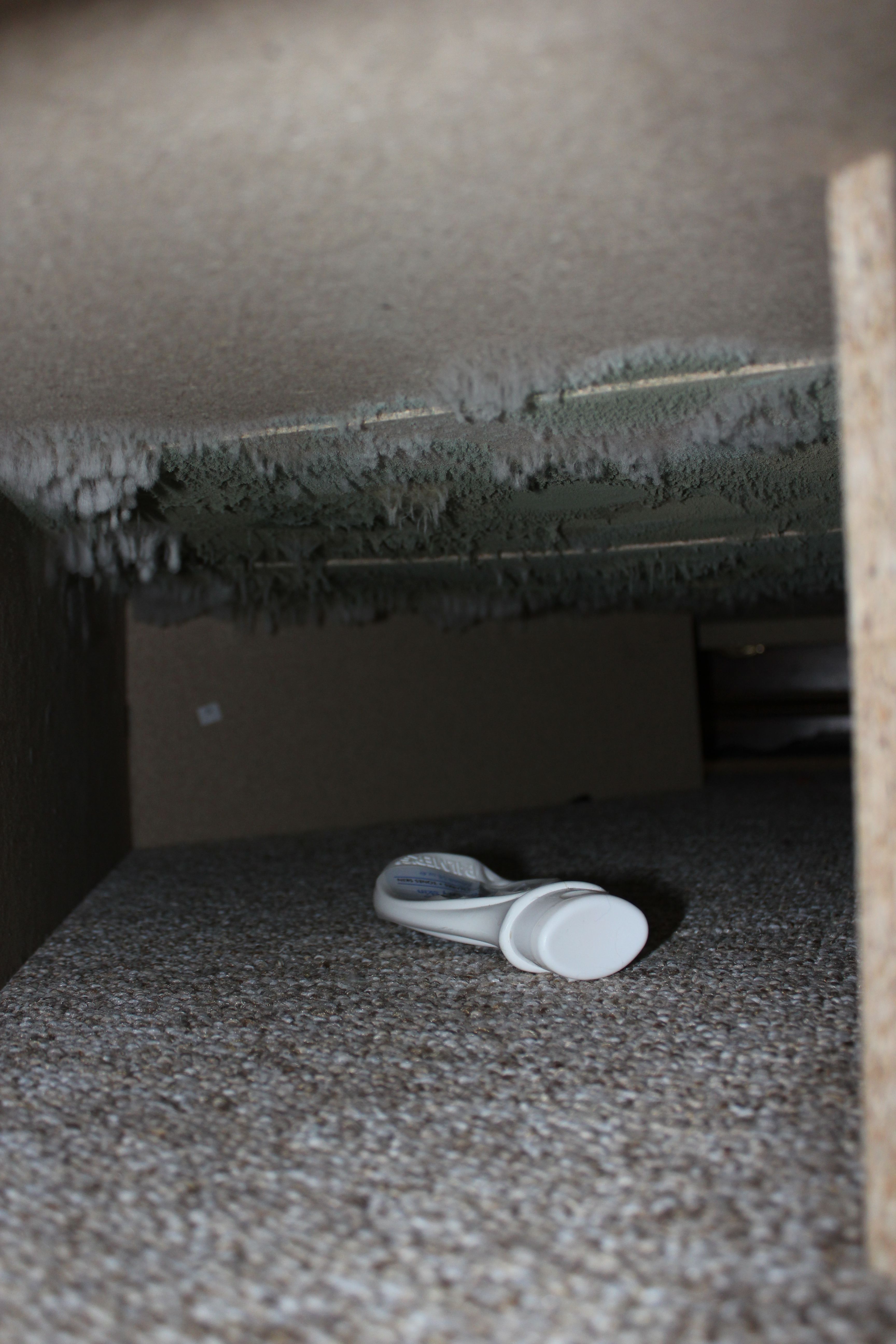 Matthew and Asya in Everett, Washington Mold Blogger