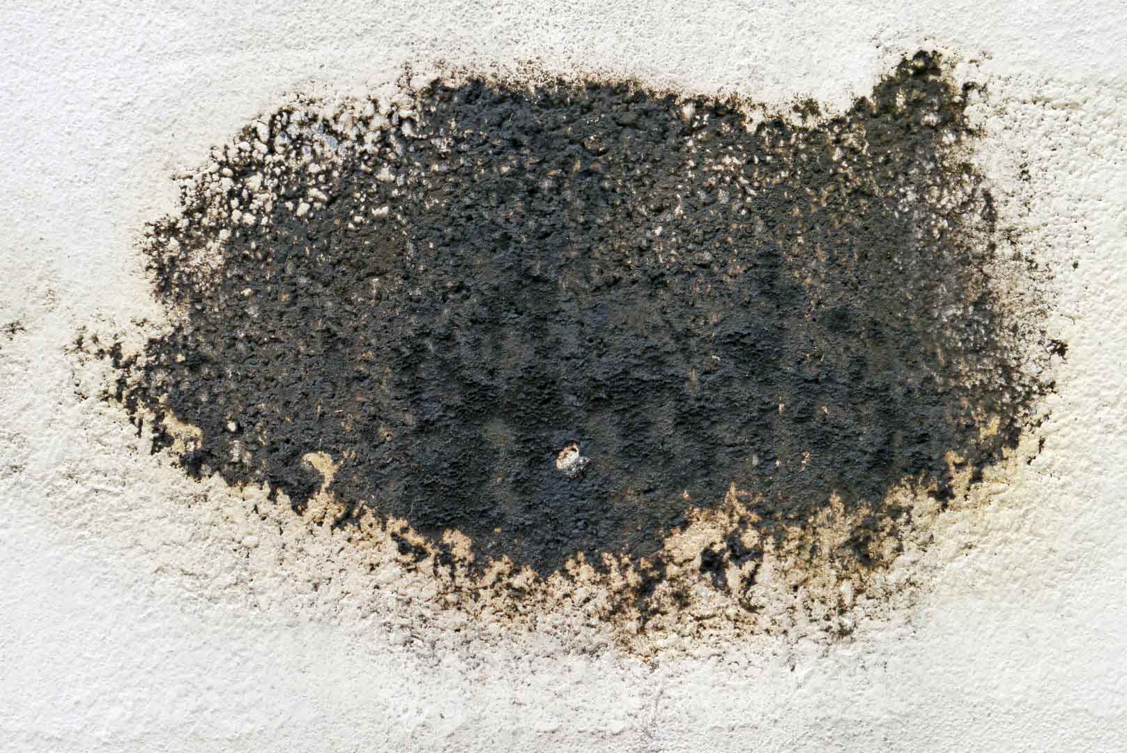 Black Mold It's Risks and How to Identify, Treat & Remove it