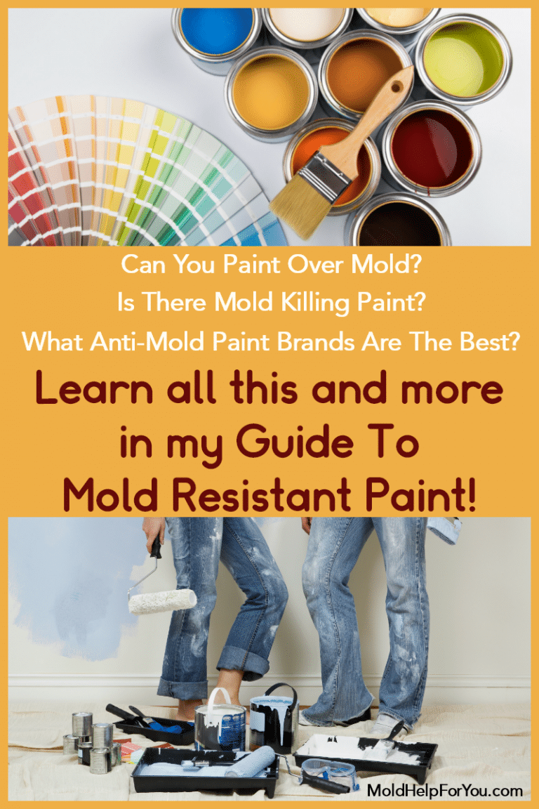 The Best Mold Resistant Paint | Mold Help For You