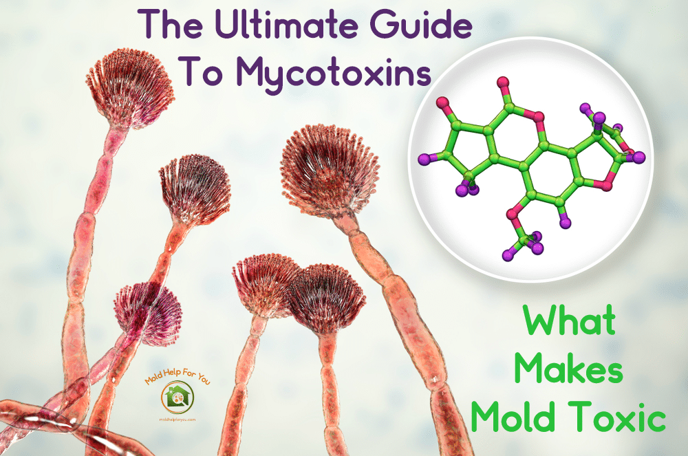 The Ultimate Guide To Mycotoxins and What Makes Mold Toxic Mold Help