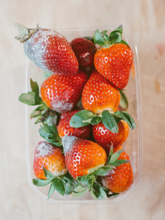 WHAT YOU NEED TO KNOW ABOUT MOLDY FOOD Mold Help For You