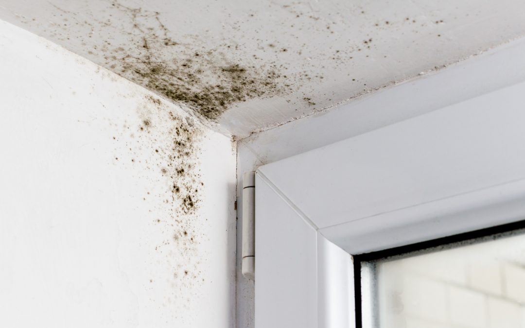  How to Check for Mold in Walls and What to Do if You Find It