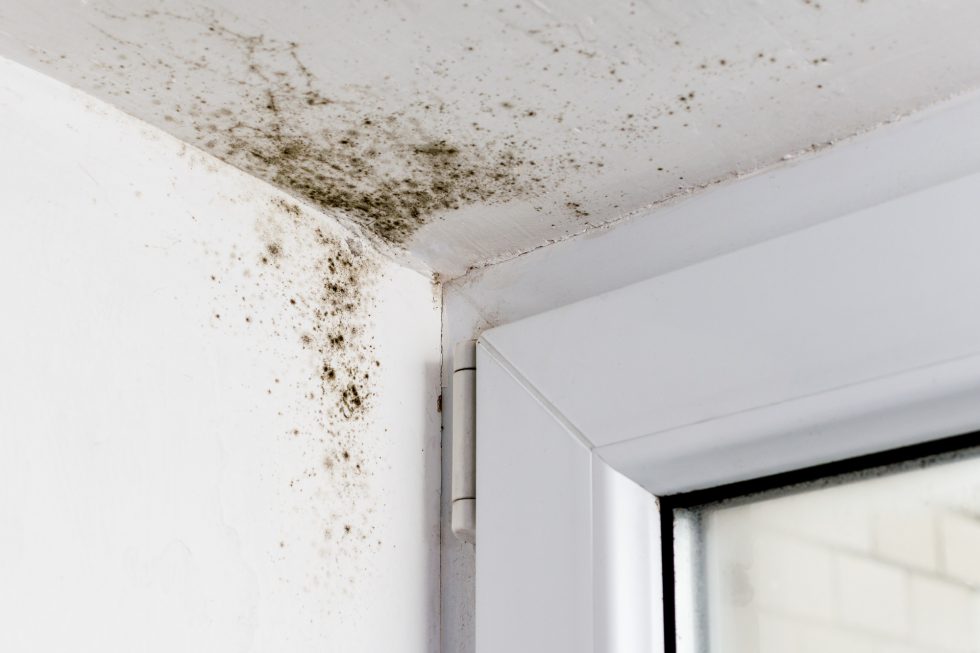  How to Check for Mold in Walls and What to Do if You Find It