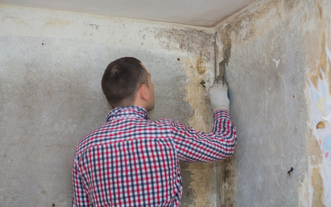 Reasons Why Mold Inspectors Are Important For Your Homes in Putnam