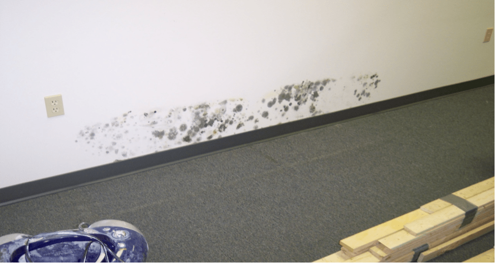 Mold Removal & Remediation Portland, Gorham & Falmouth, ME Abram Environmental