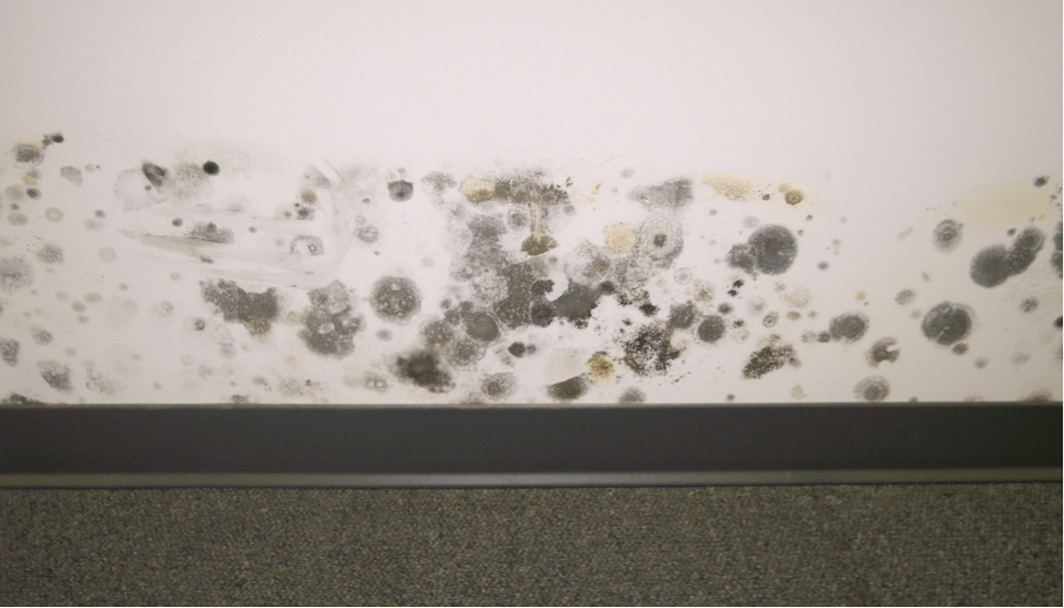 Mold Removal & Remediation Portland, Gorham & Falmouth, ME Abram Environmental