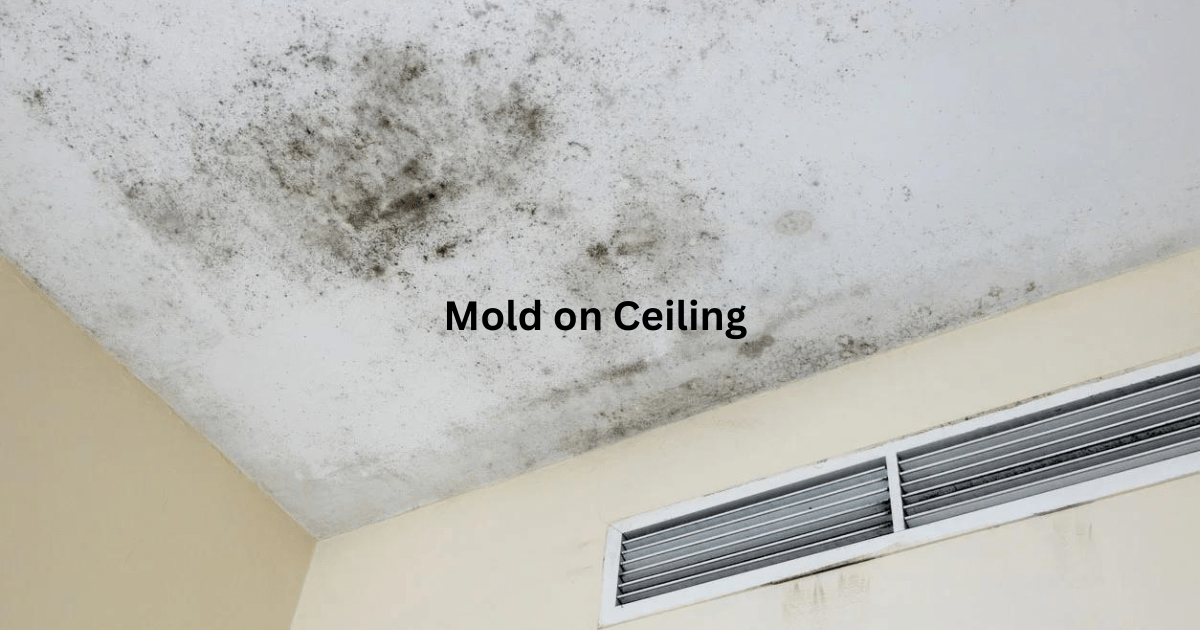 What Does Toxic Black Mold Look Like? Visual Guide (2024)