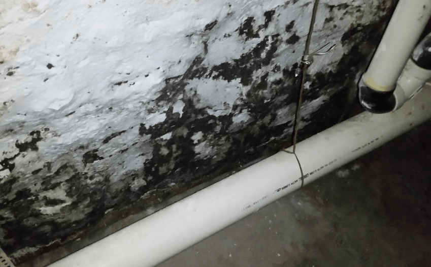 Cleaning Up Black Mold In Hospitals Is Ultra Risky