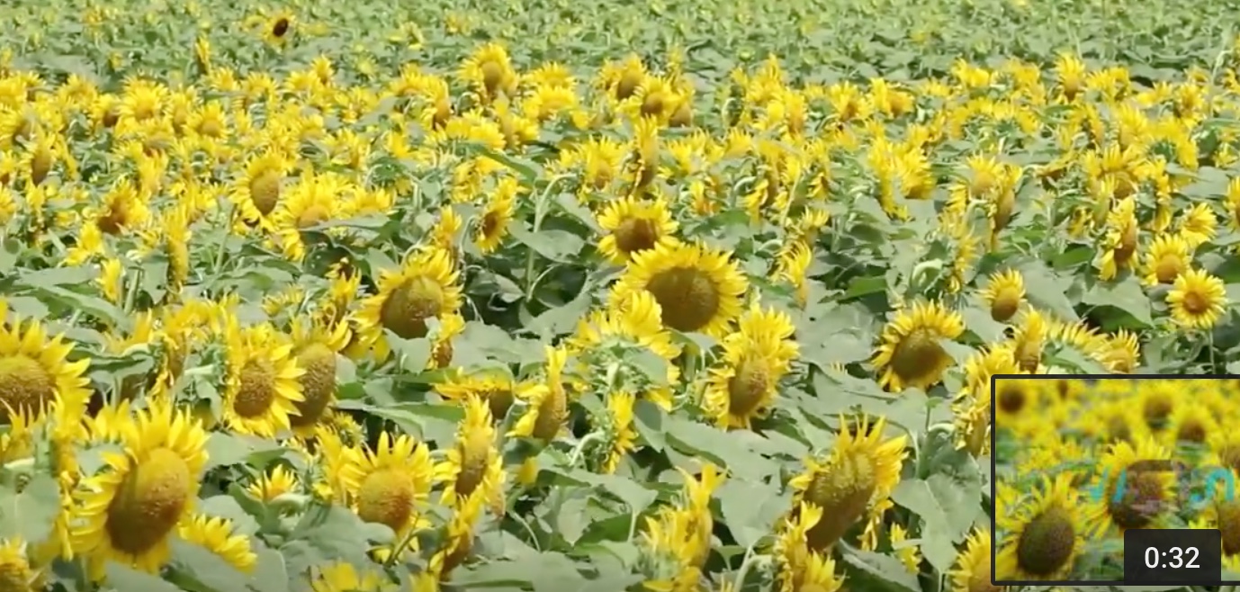 Toxic Mold in Seeds Are Possible Carcinogen Mold Reporter