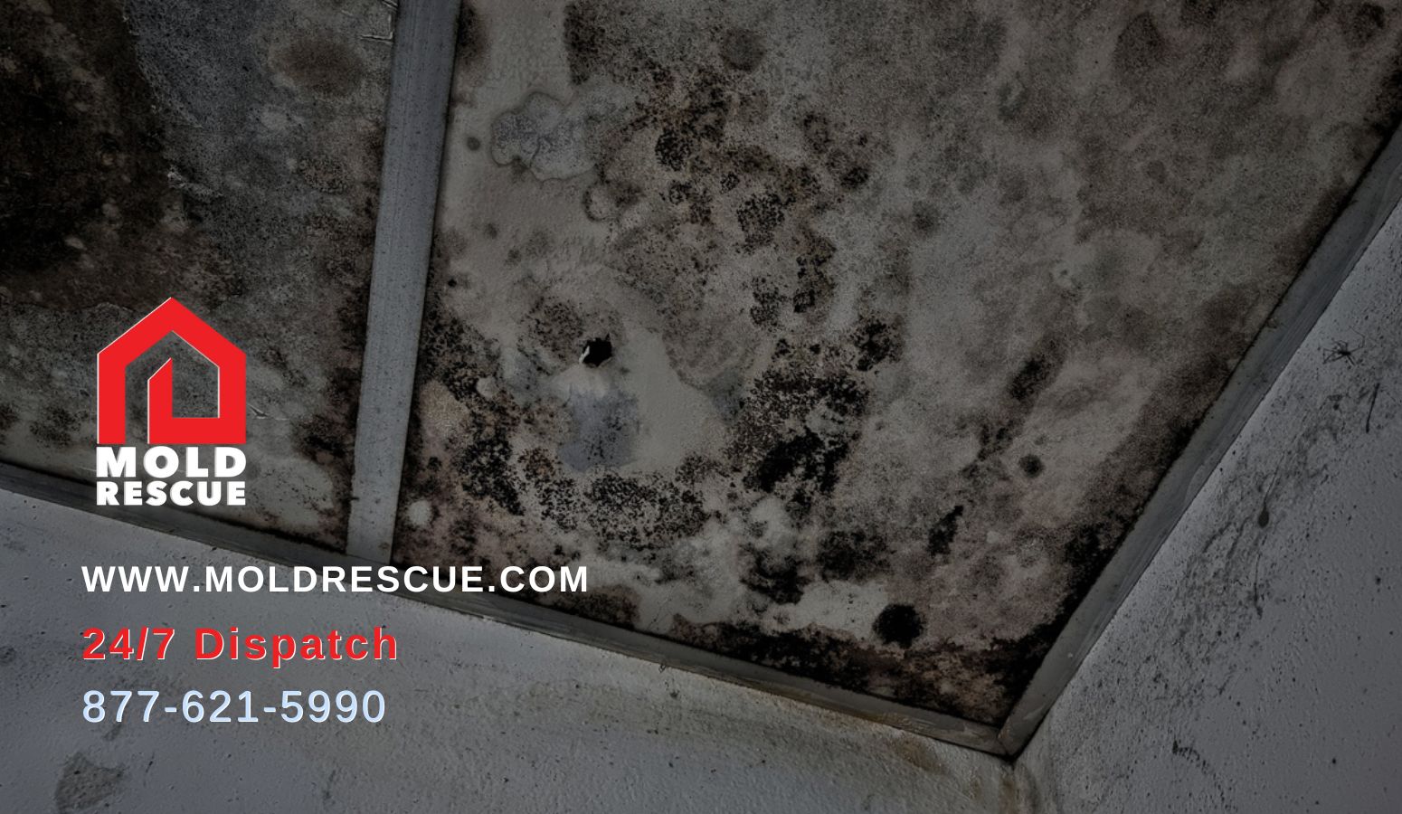 Difference Between Toxic And Black Mold Mold Rescue