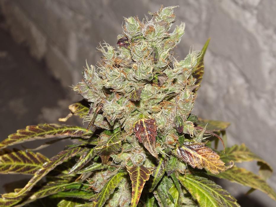 Top 11 Best Sativa StrainsSeeds 2017 *NEW Mold Resistant Strains