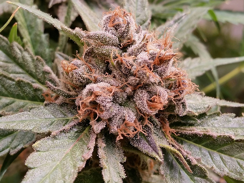 Top 12 Heavy Indica Dank Strains From Seed Mold Resistant Strains