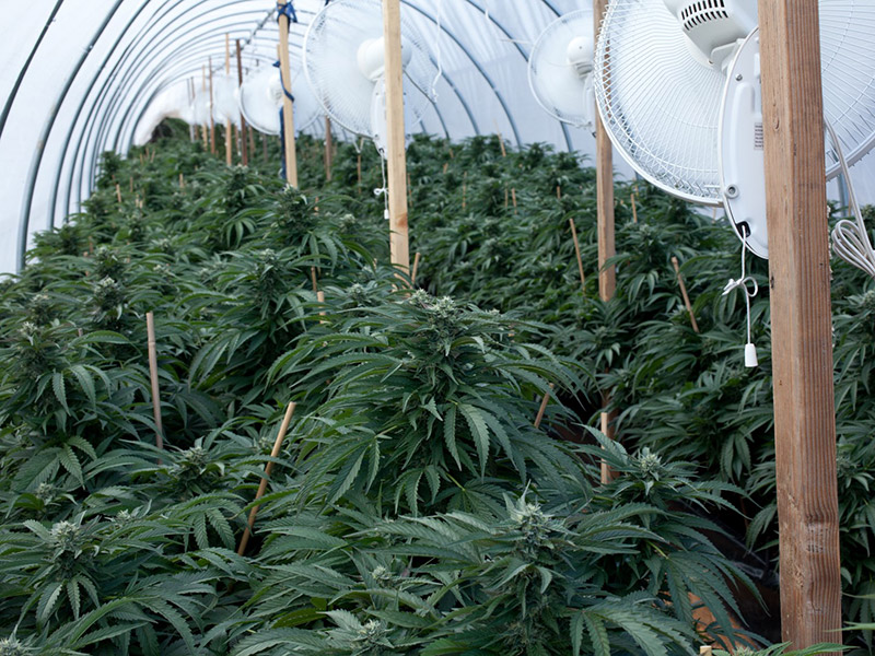 Top 12 Ultimate Dank Heavy Indica Strains From Seed Mold Resistant