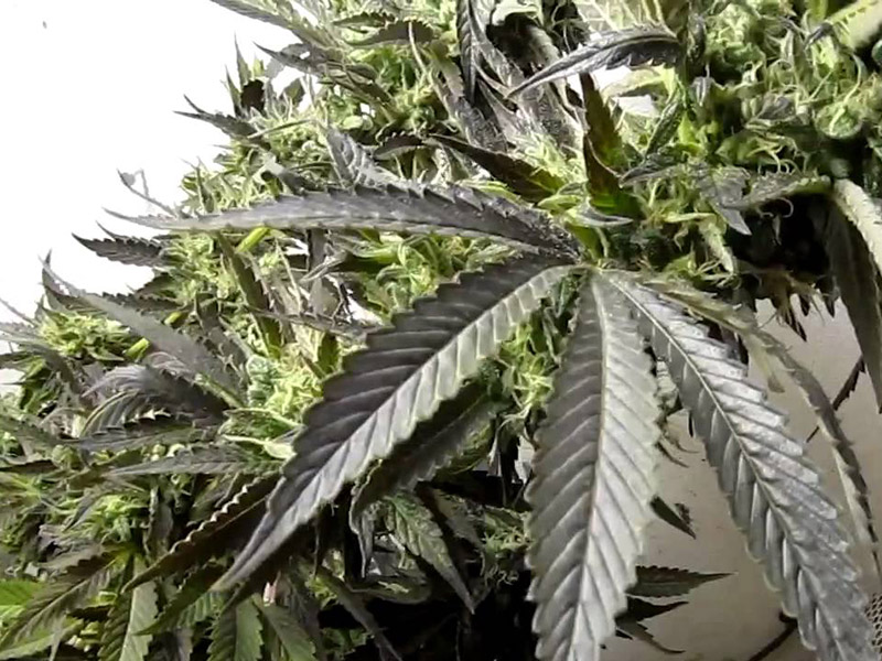 Top 12 Ultimate Dank Heavy Indica Strains From Seed Mold Resistant