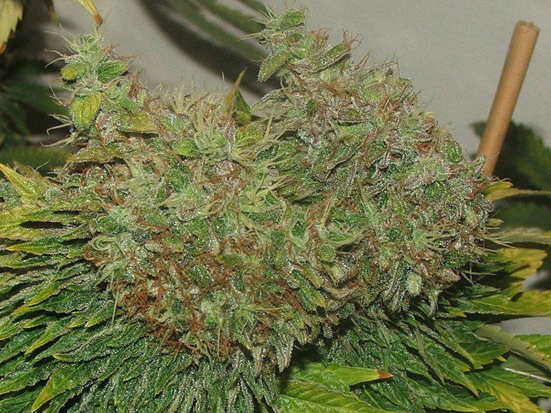 Top 12 Ultimate Dank Heavy Indica Strains From Seed Mold Resistant