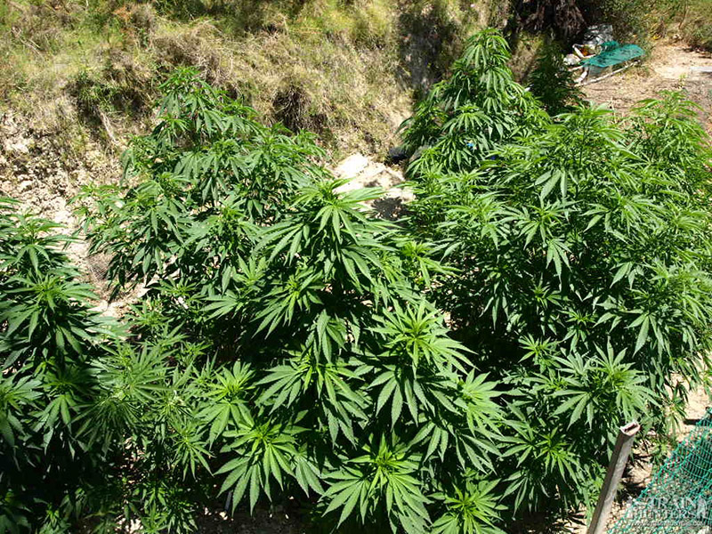 Top 12 Ultimate Dank Heavy Indica Strains From Seed Mold Resistant