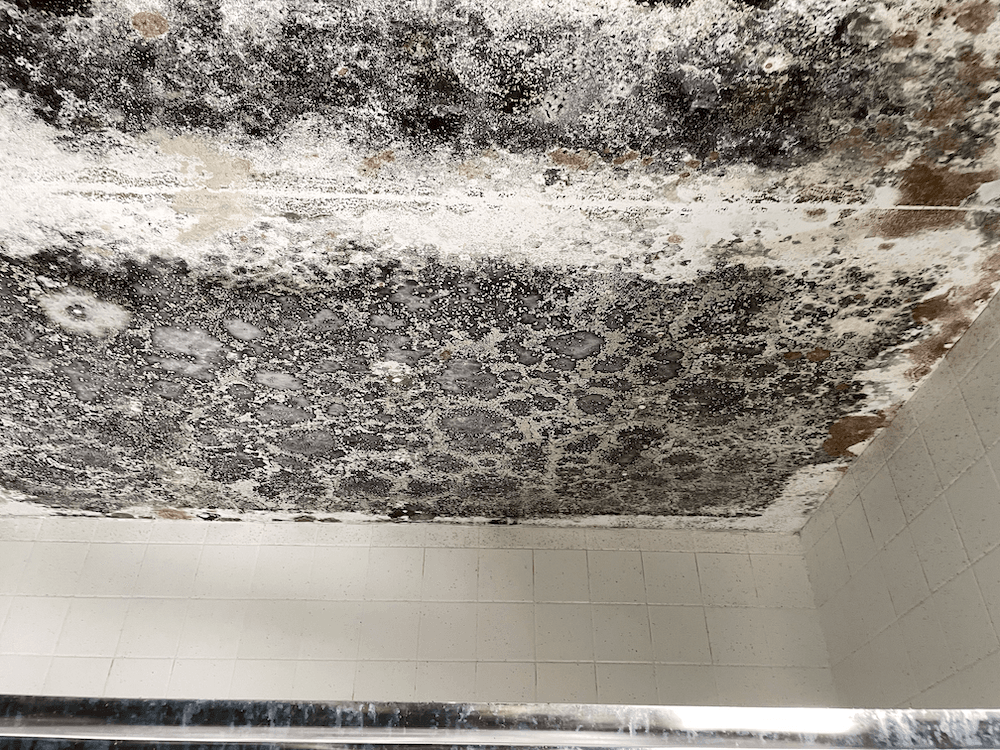 Removing Mold Mold Solutions