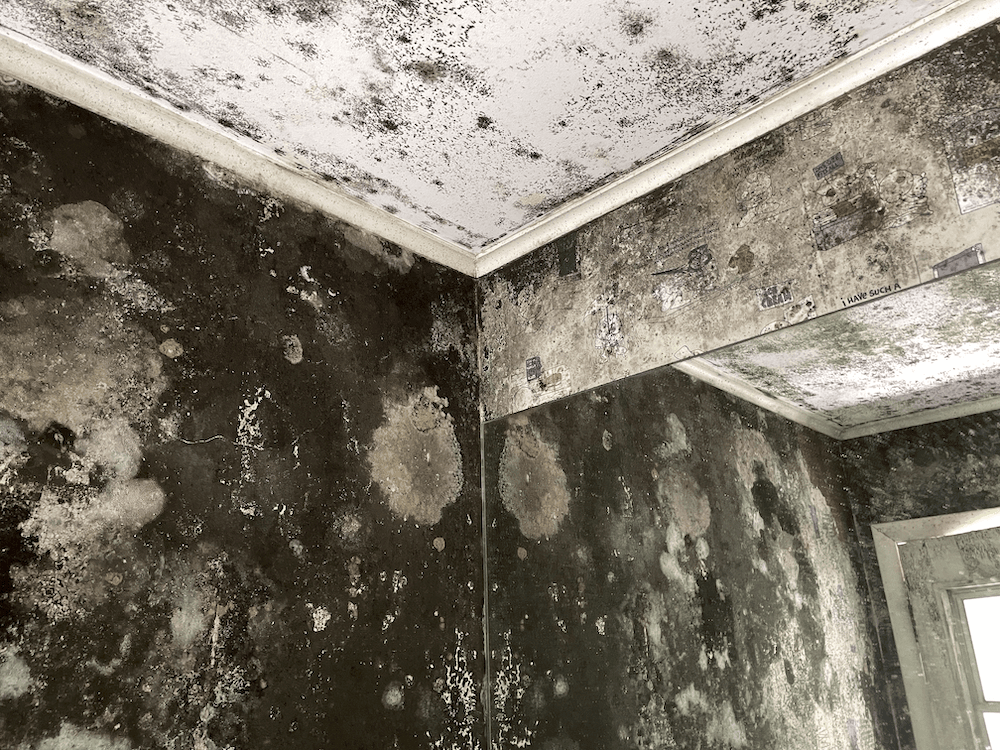 Home Mold Removal Mold Solutions