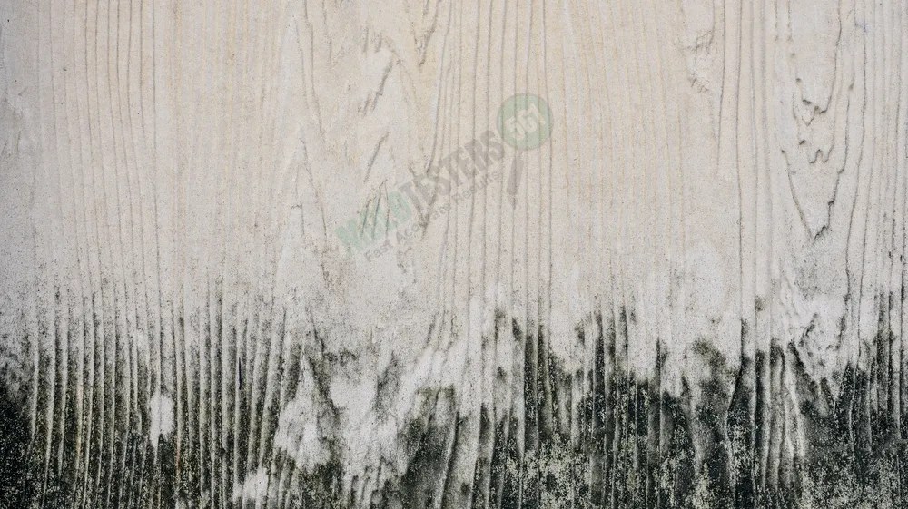 4 Effective Ways to Clean Mold From Wood Mold Testers 561