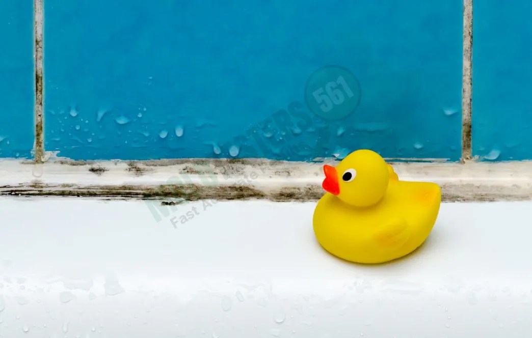 What Humidity Does Mold Grow? Mold Testers 561