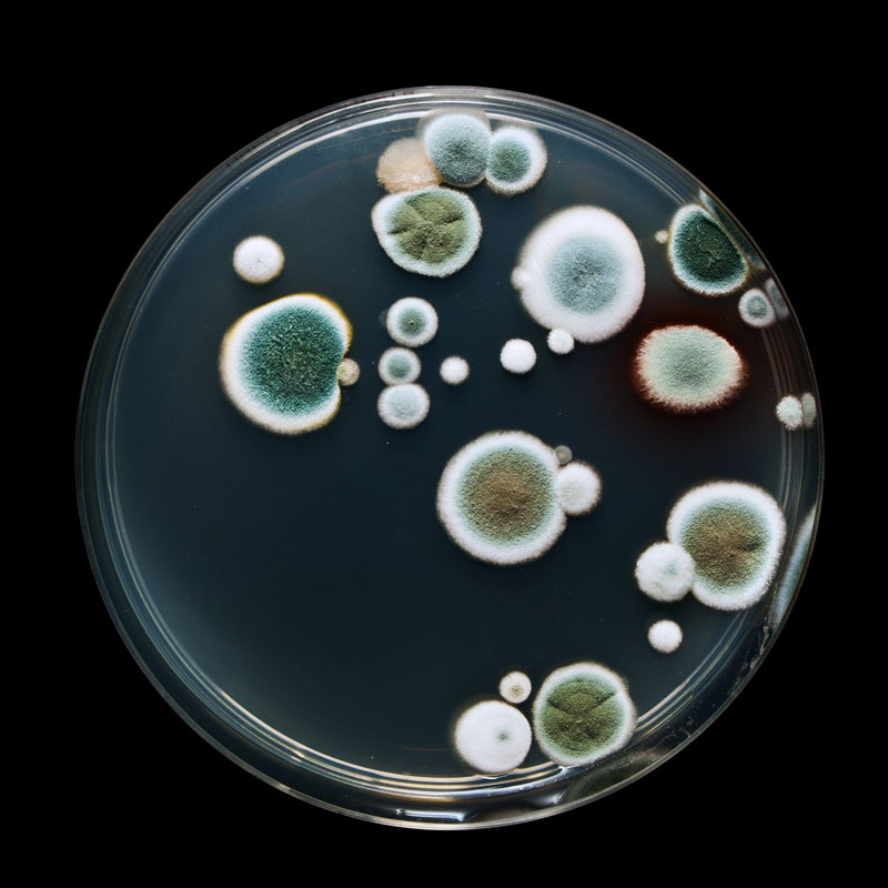 Penicillium Mold Xperts