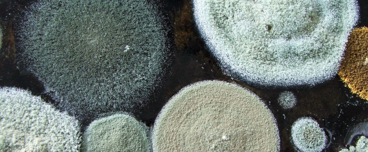 Where Does Mold Like to Grow in Your Home? Mold Zero LLC