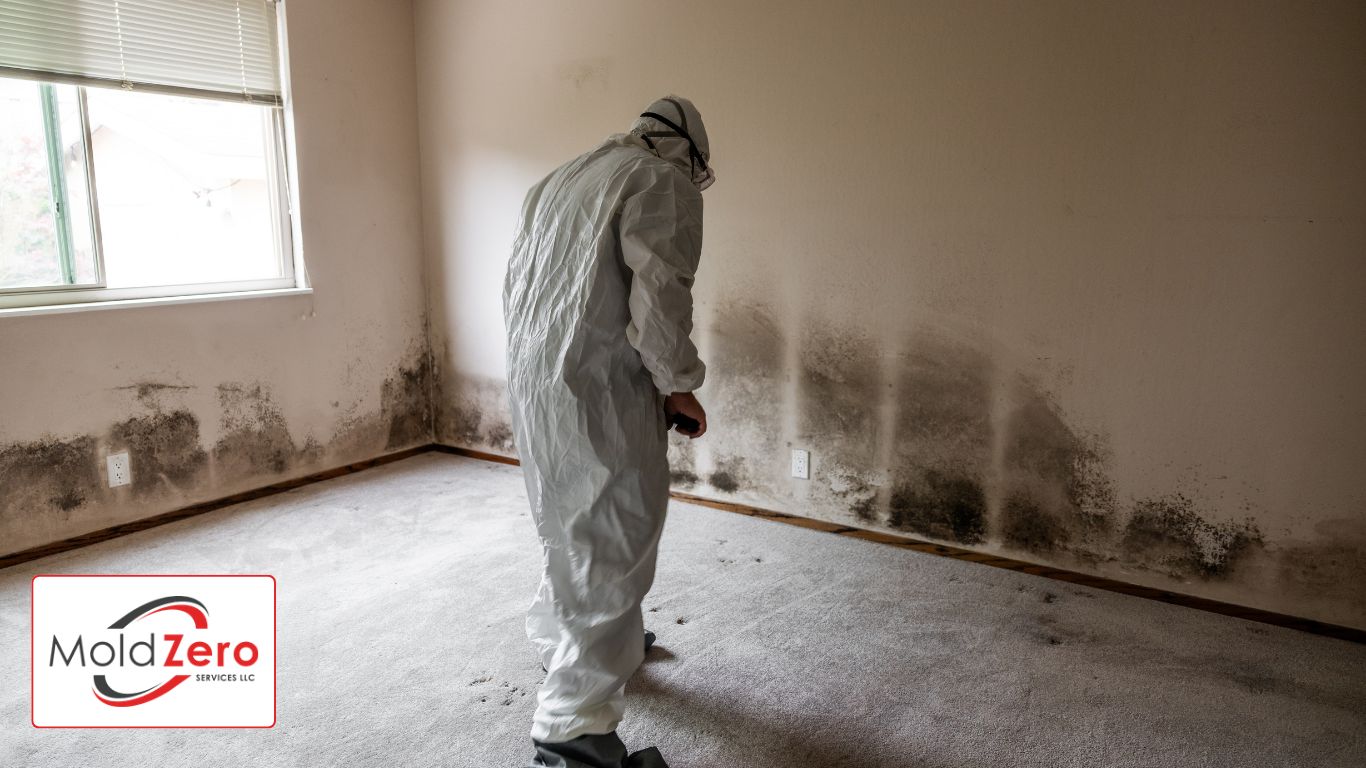 How to Detect Mold in Your Home? Mold Zero Services LLC