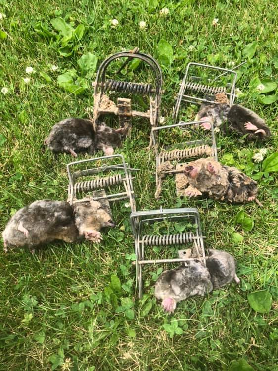 Mole Trapping Charlotte