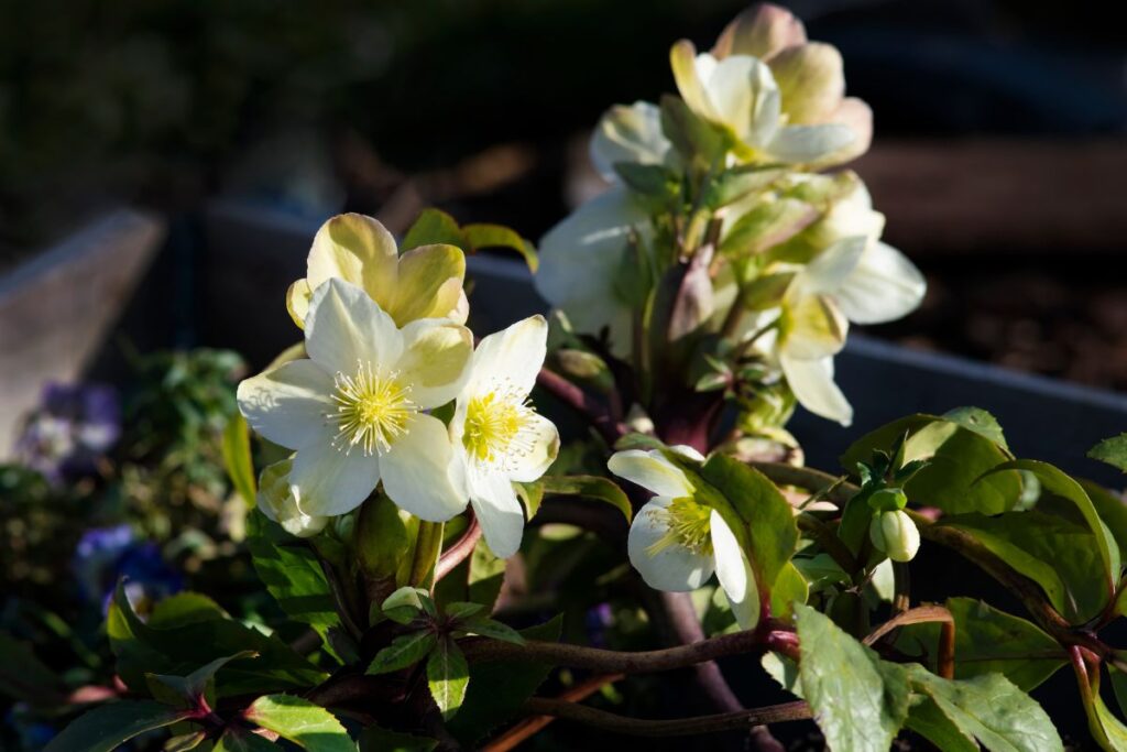 Where To Plant Hellebores For The Best Flower Display